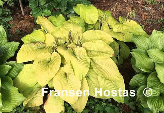 Hosta Old Yeller